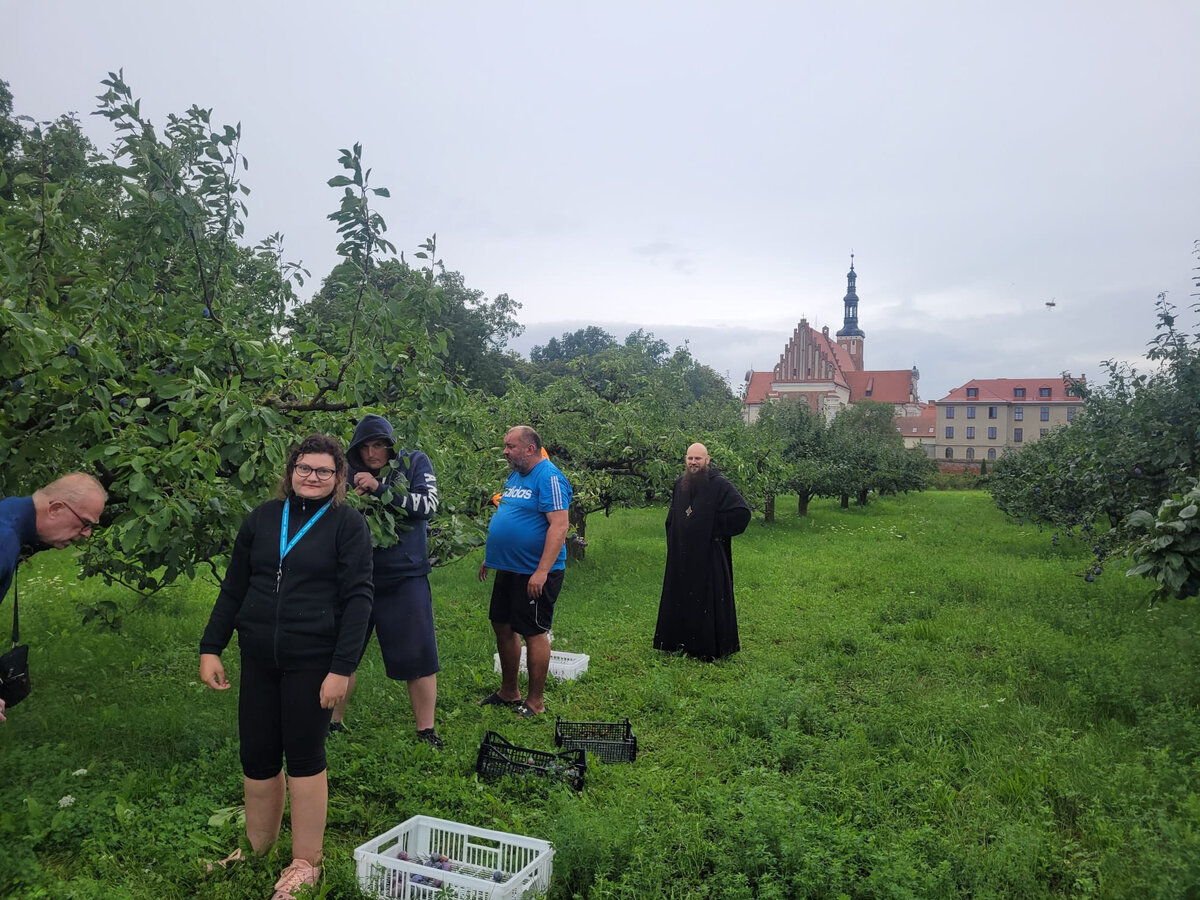 Śliwkowe zbiory w Opactwie Benedyktynów w Lubiniu